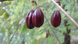 Cornus mas