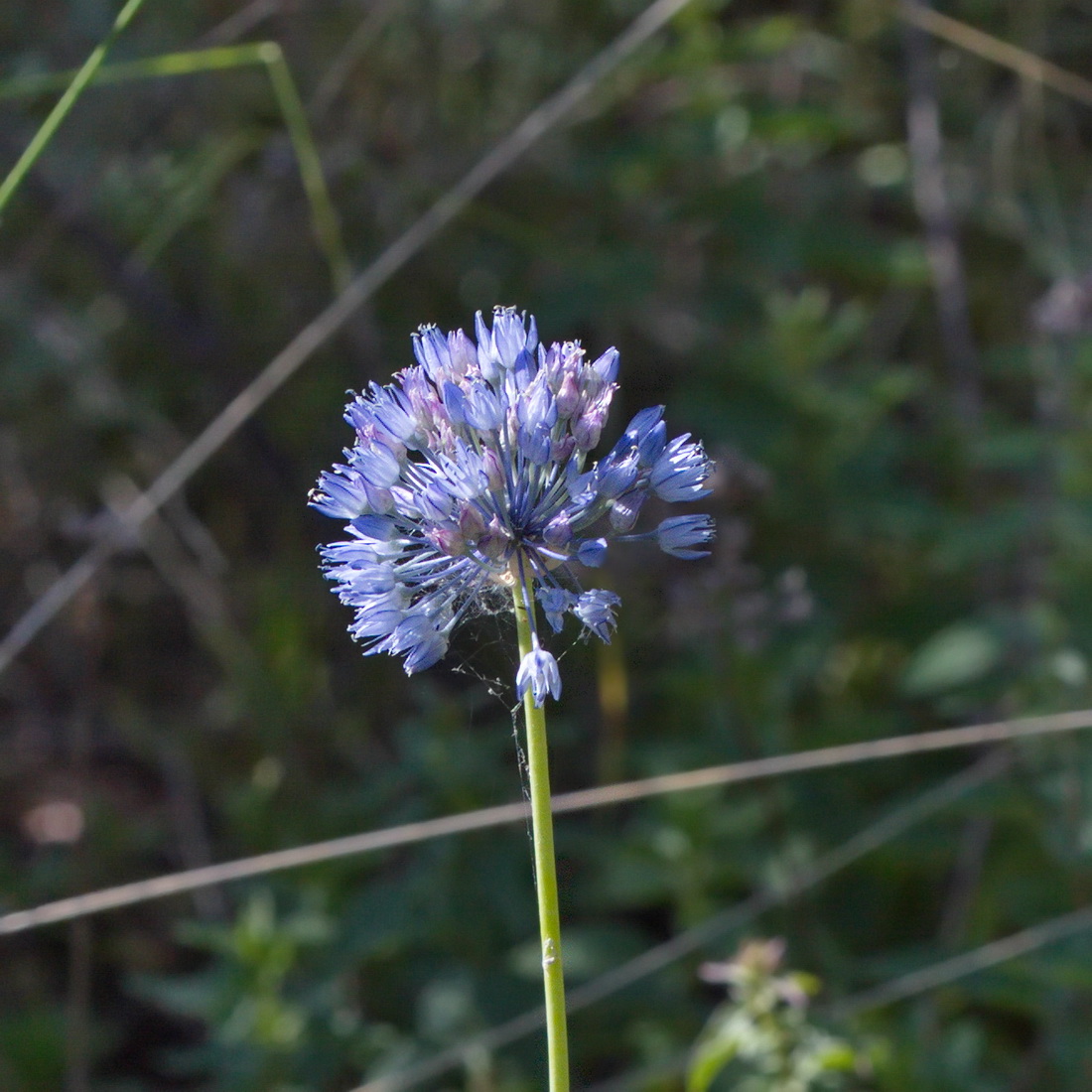 Image of Allium caeruleum specimen.