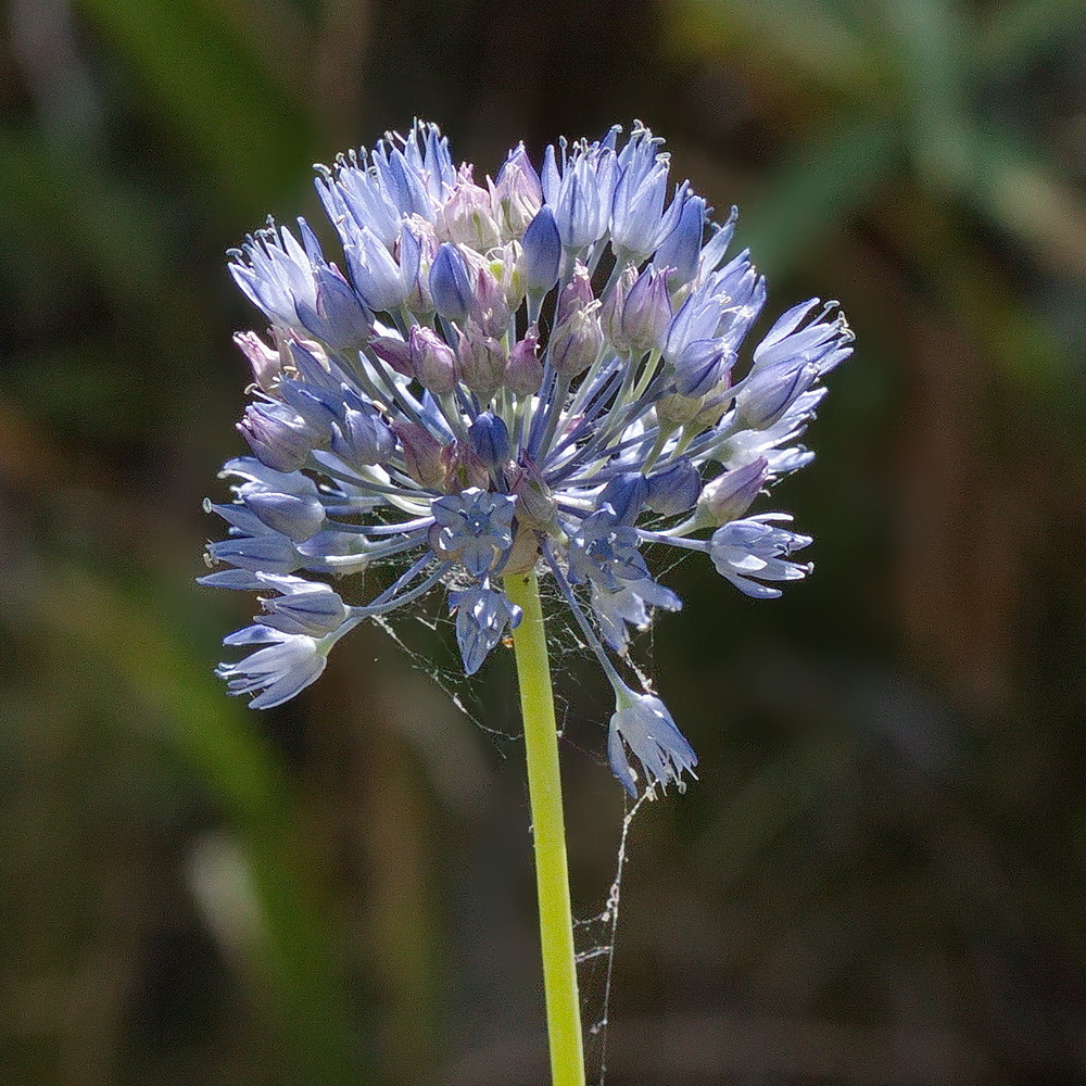 Изображение особи Allium caeruleum.