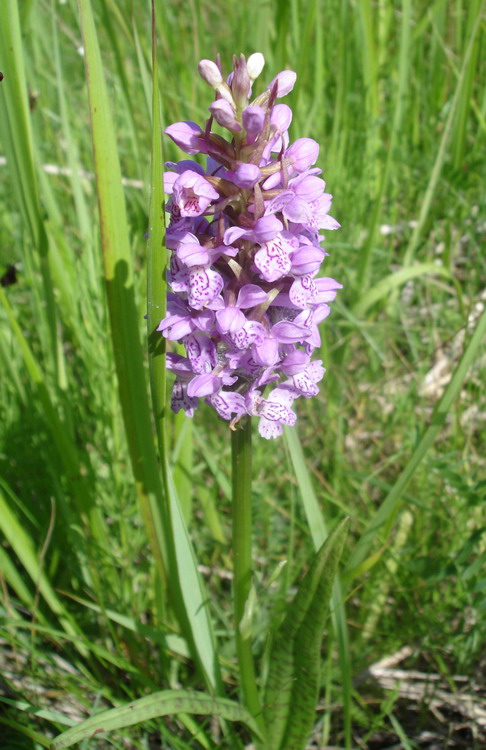 Image of Dactylorhiza baltica specimen.