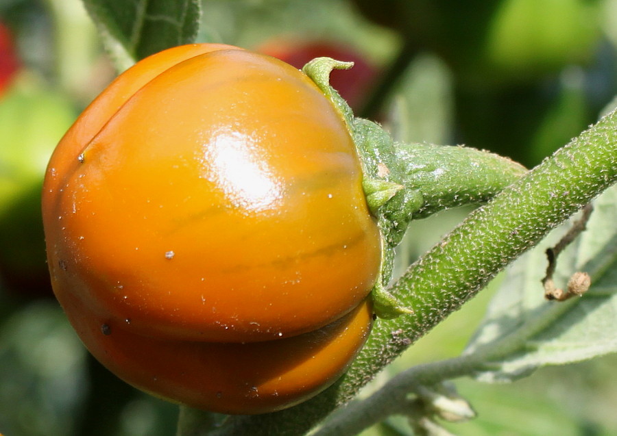 Image of Solanum aethiopicum specimen.