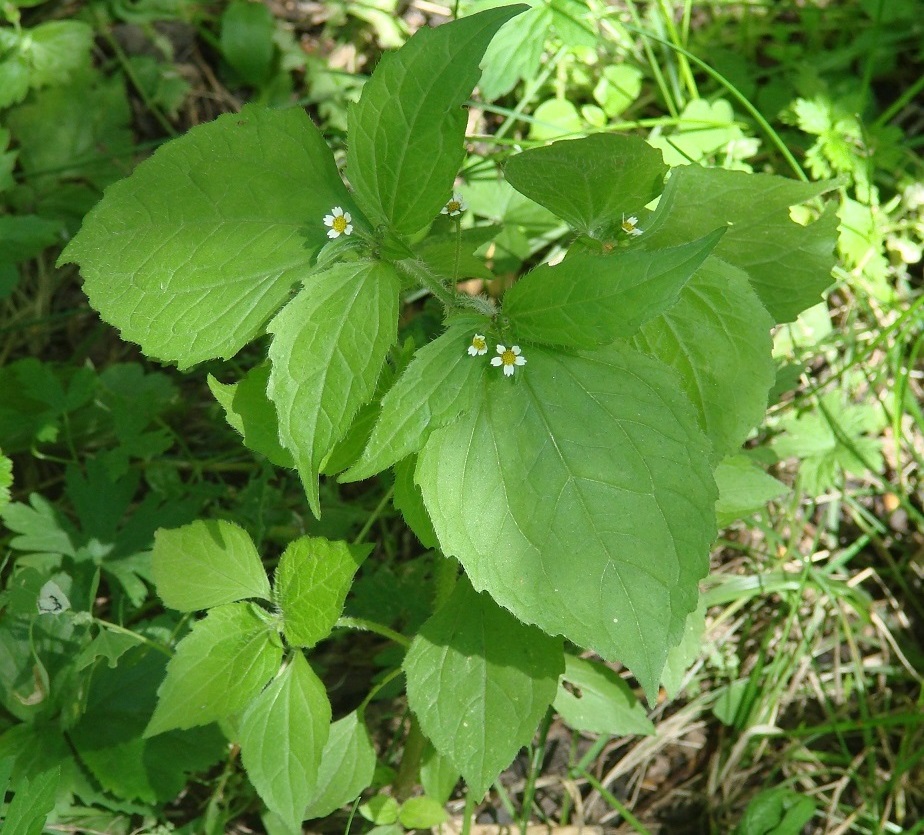 Image of Galinsoga quadriradiata specimen.