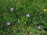 Geranium collinum