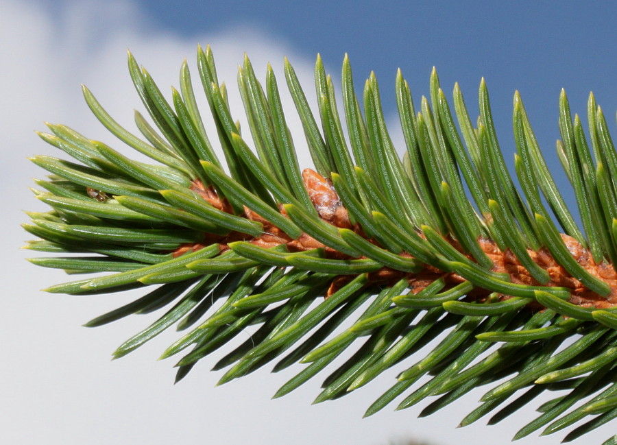 Image of Picea abies specimen.