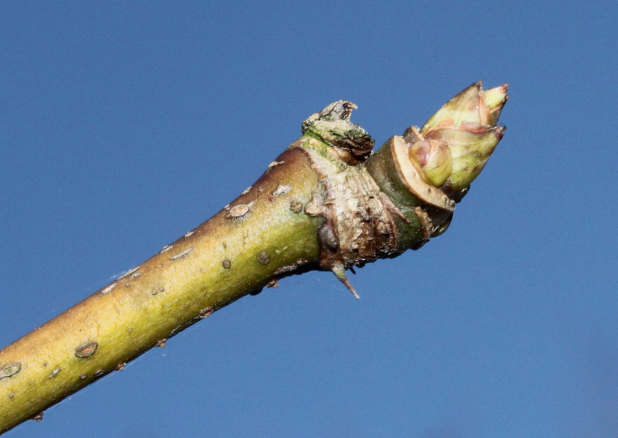 Image of Eleutherococcus senticosus specimen.