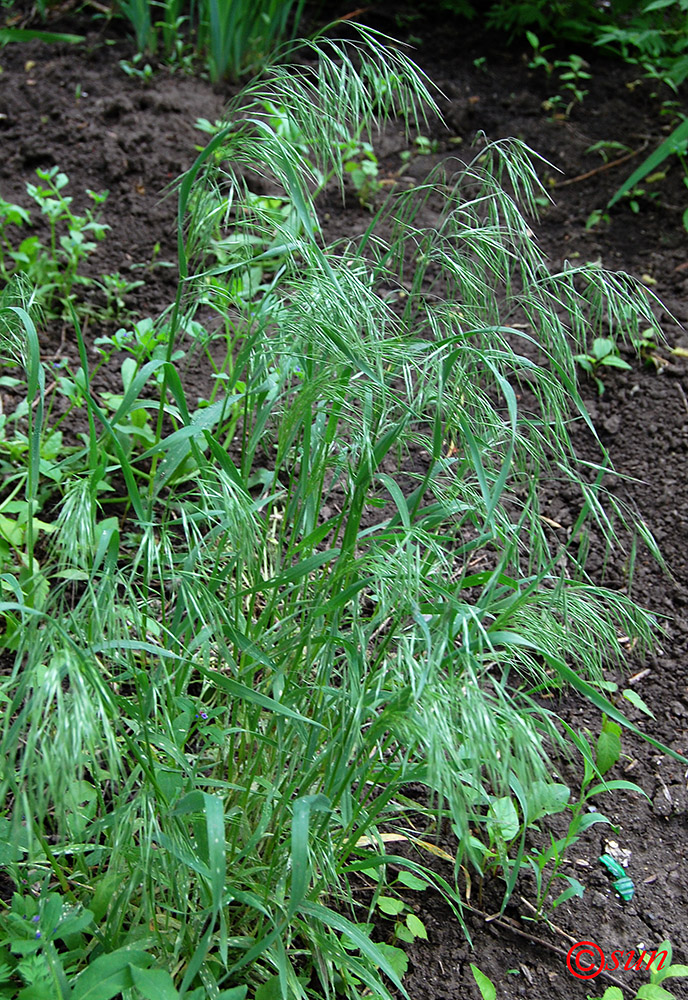 Image of Anisantha tectorum specimen.