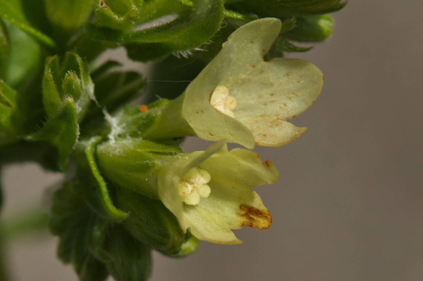 Image of Anchusa pseudochroleuca specimen.