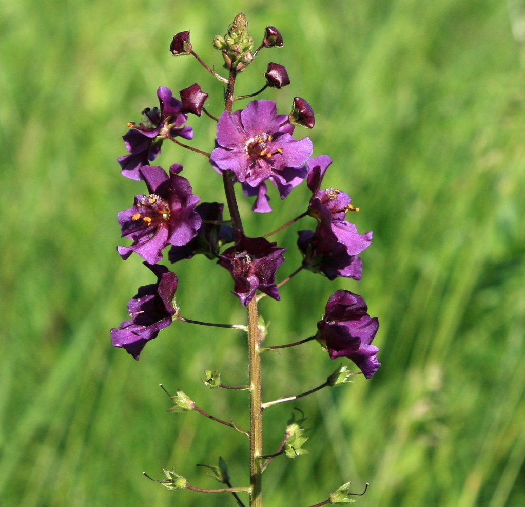 Image of Verbascum phoeniceum specimen.