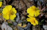 Helianthemum alpestre. Цветки. Германия, г. Дюссельдорф, Ботанический сад университета. 04.05.2014.