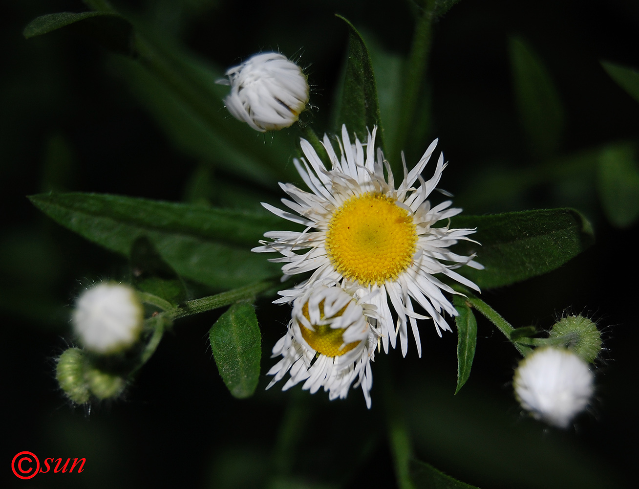 Image of Erigeron annuus specimen.