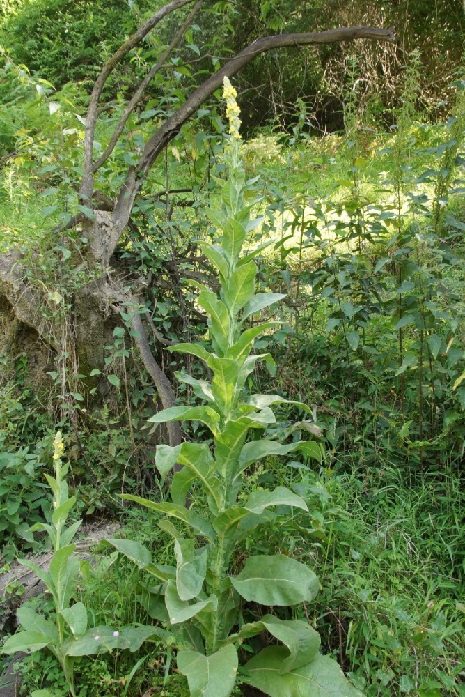 Изображение особи Verbascum thapsus.