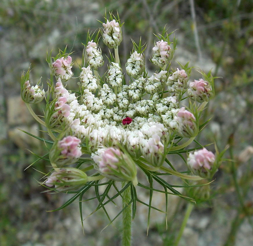 Изображение особи Daucus carota.