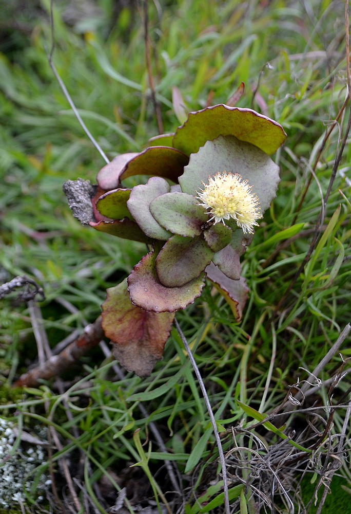 Image of Hylotelephium stepposum specimen.