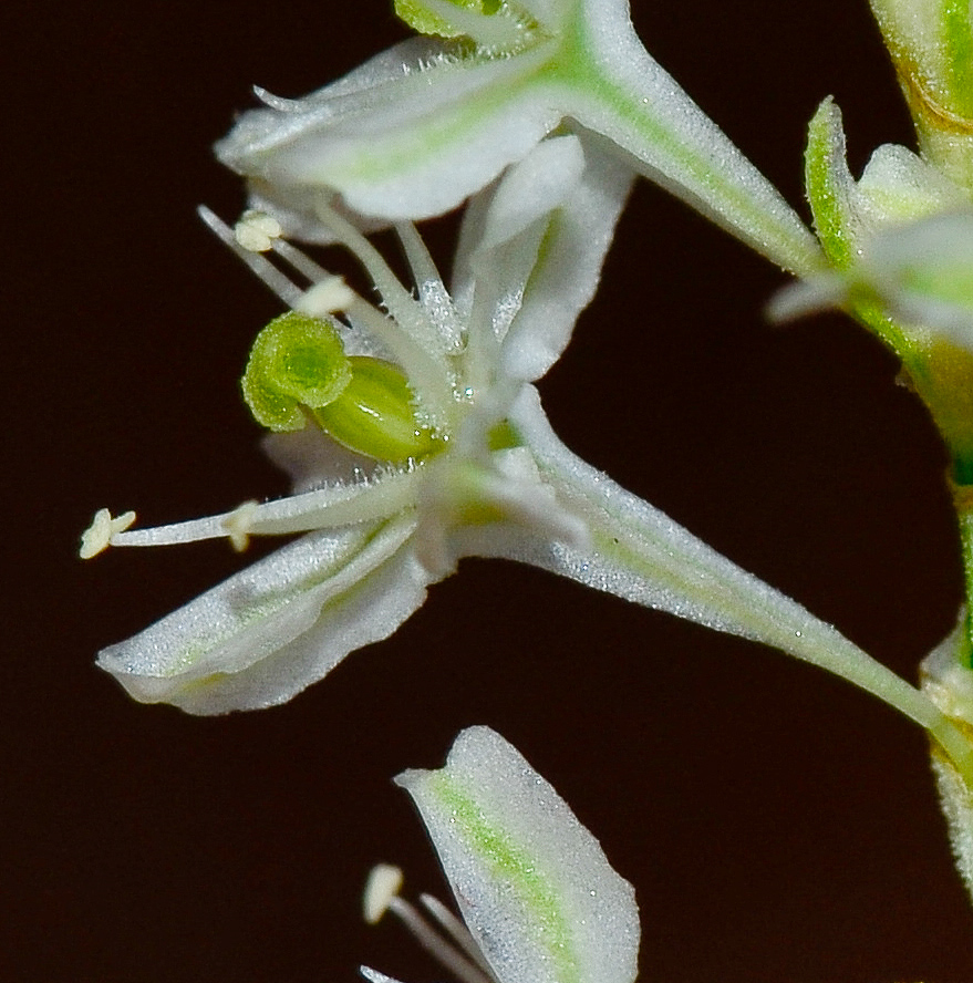 Image of Fallopia baldschuanica specimen.