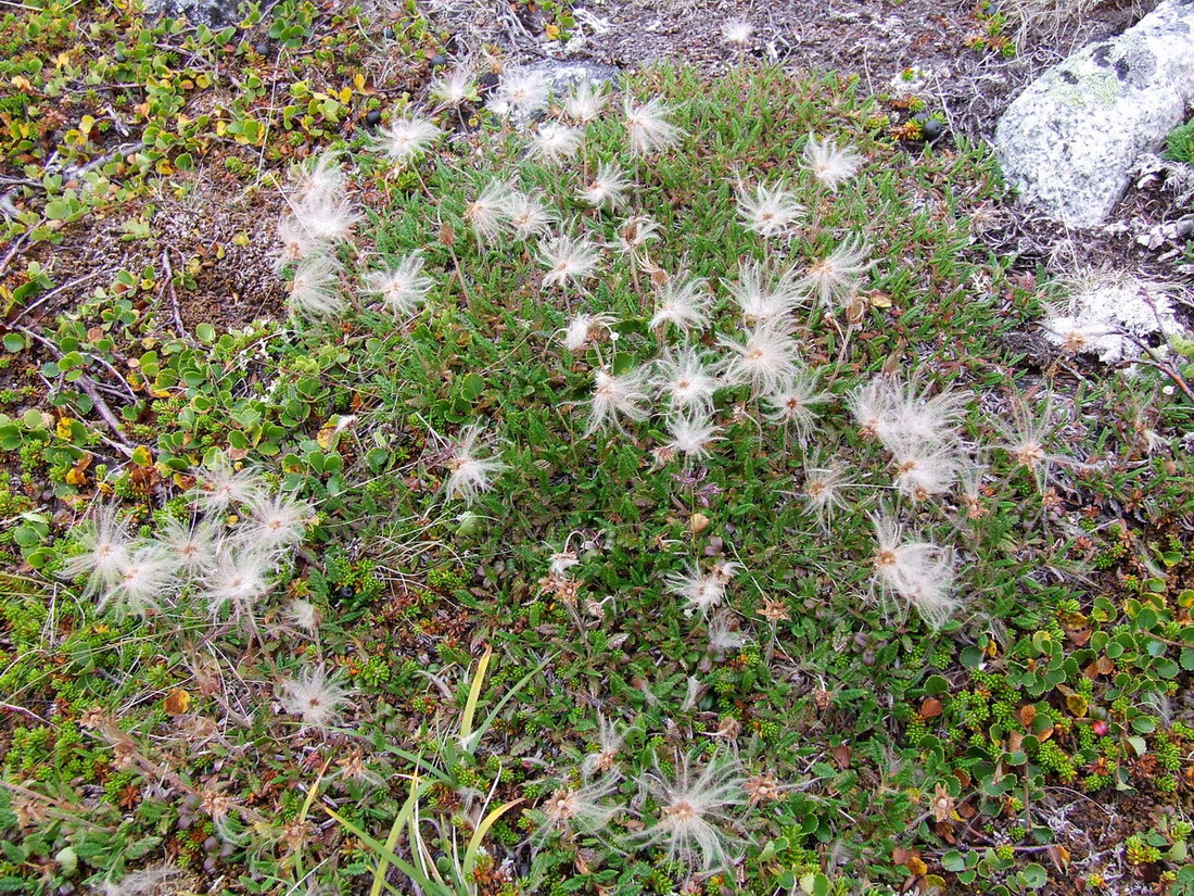 Image of Dryas octopetala ssp. subincisa specimen.