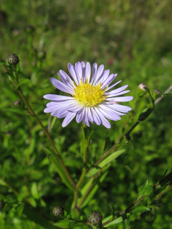 Image of Symphyotrichum &times; versicolor specimen.