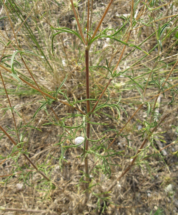 Image of Lomelosia argentea specimen.