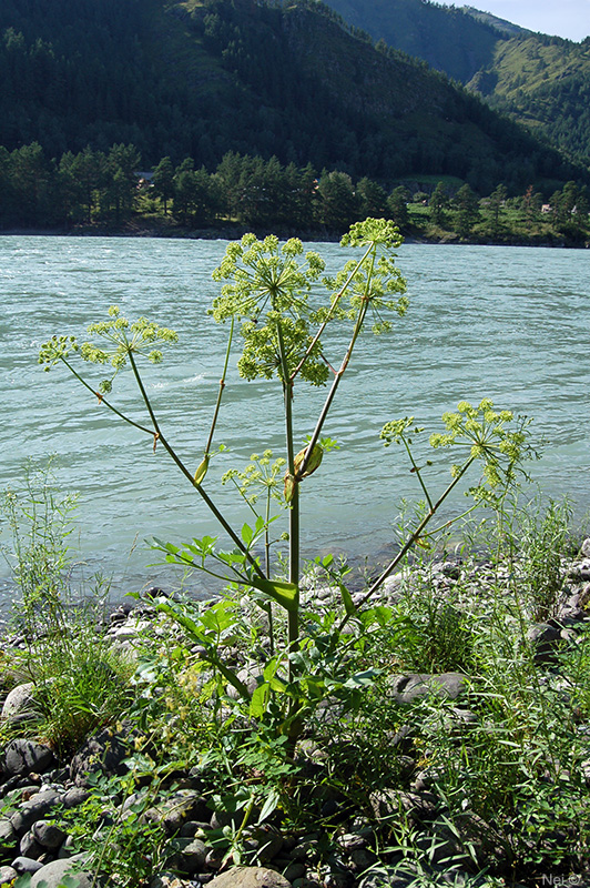 Image of Archangelica decurrens specimen.