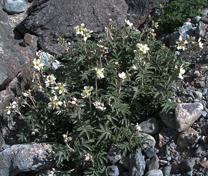 Image of Farinopsis salesoviana specimen.