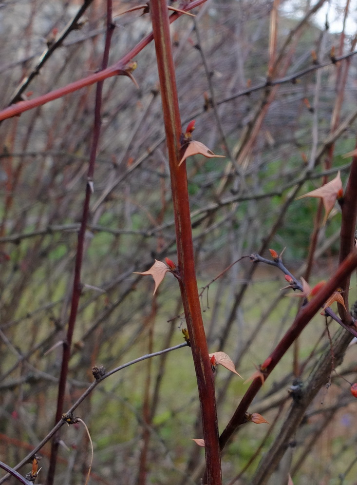 Image of Berberis koreana specimen.