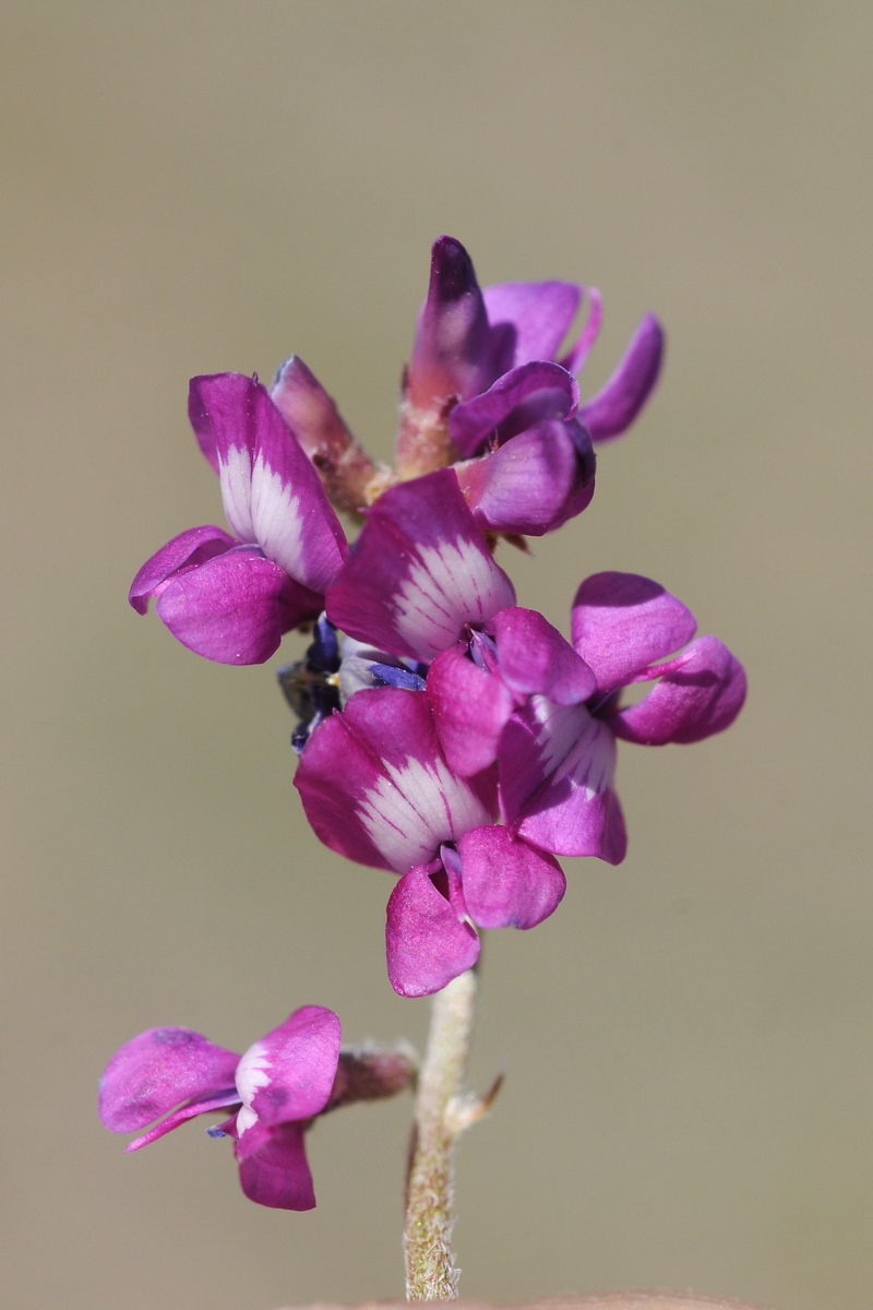 Image of Oxytropis ervicarpa specimen.