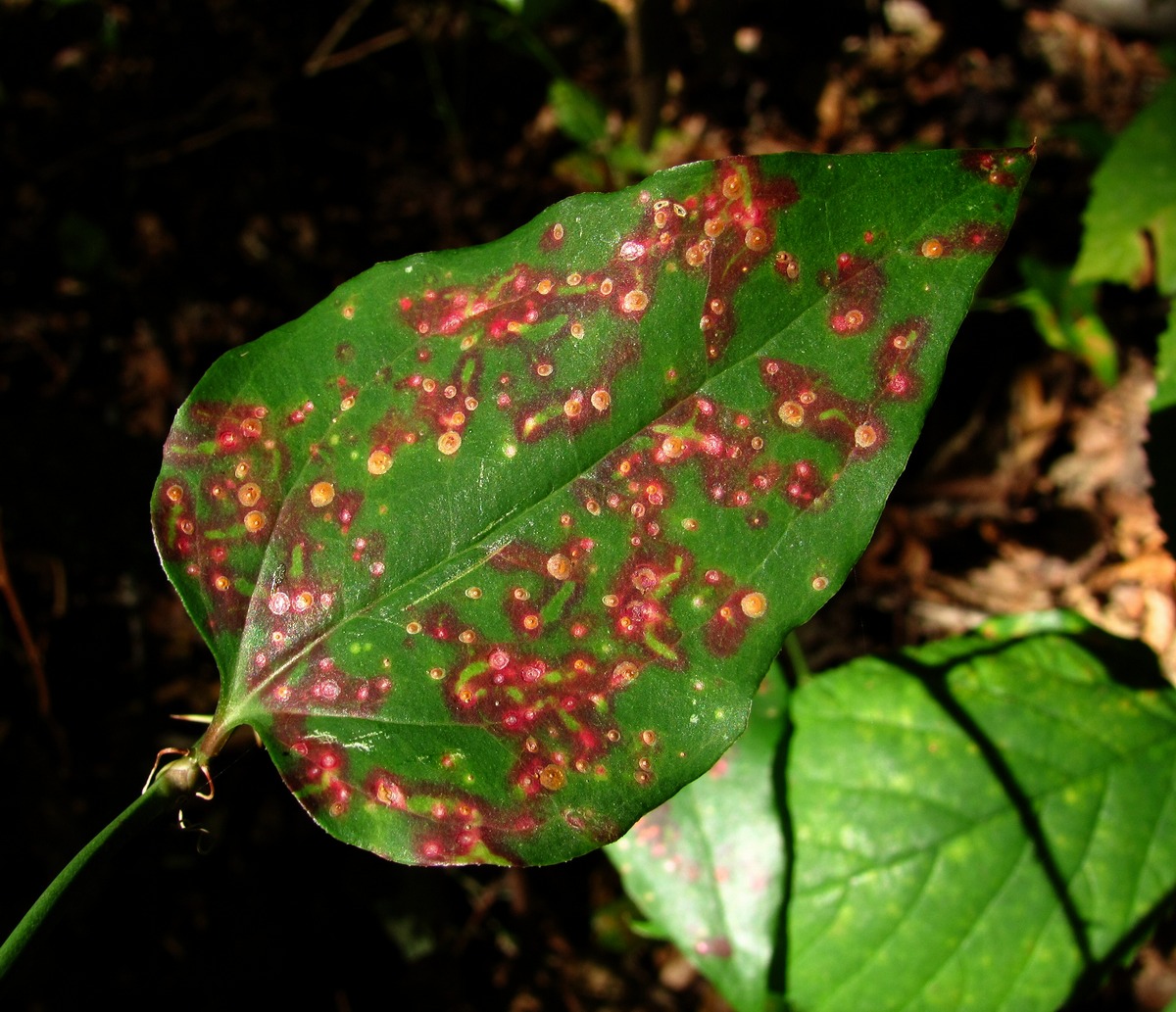 Image of Smilax excelsa specimen.