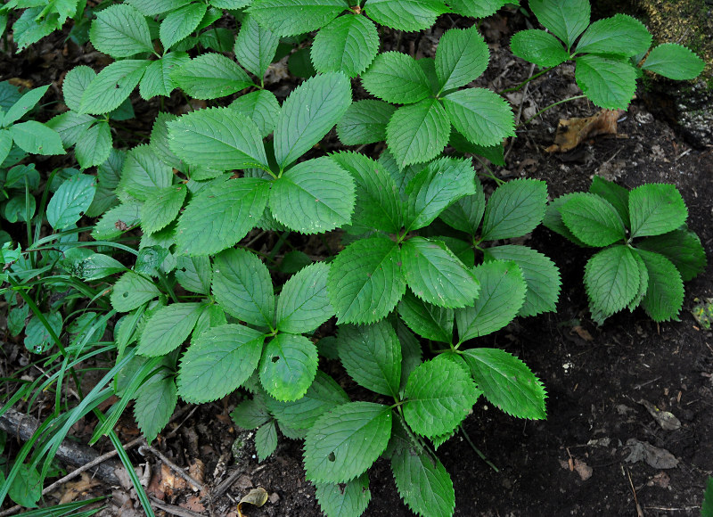 Image of Chloranthus quadrifolius specimen.