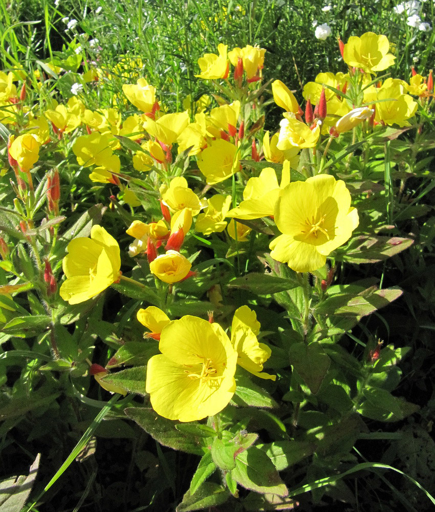 Image of Oenothera pilosella specimen.