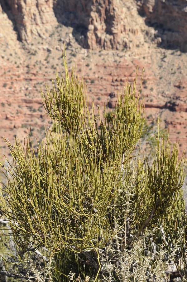 Image of Ephedra viridis specimen.