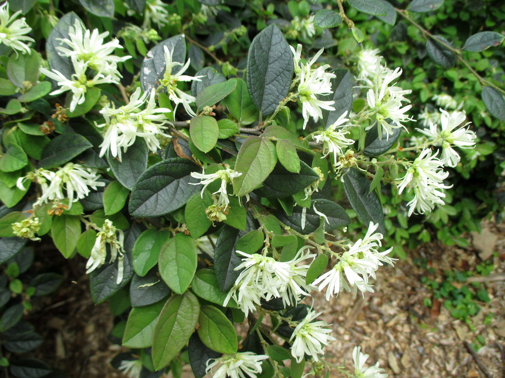 Изображение особи Loropetalum chinense.