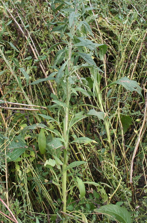 Image of Saussurea amara specimen.