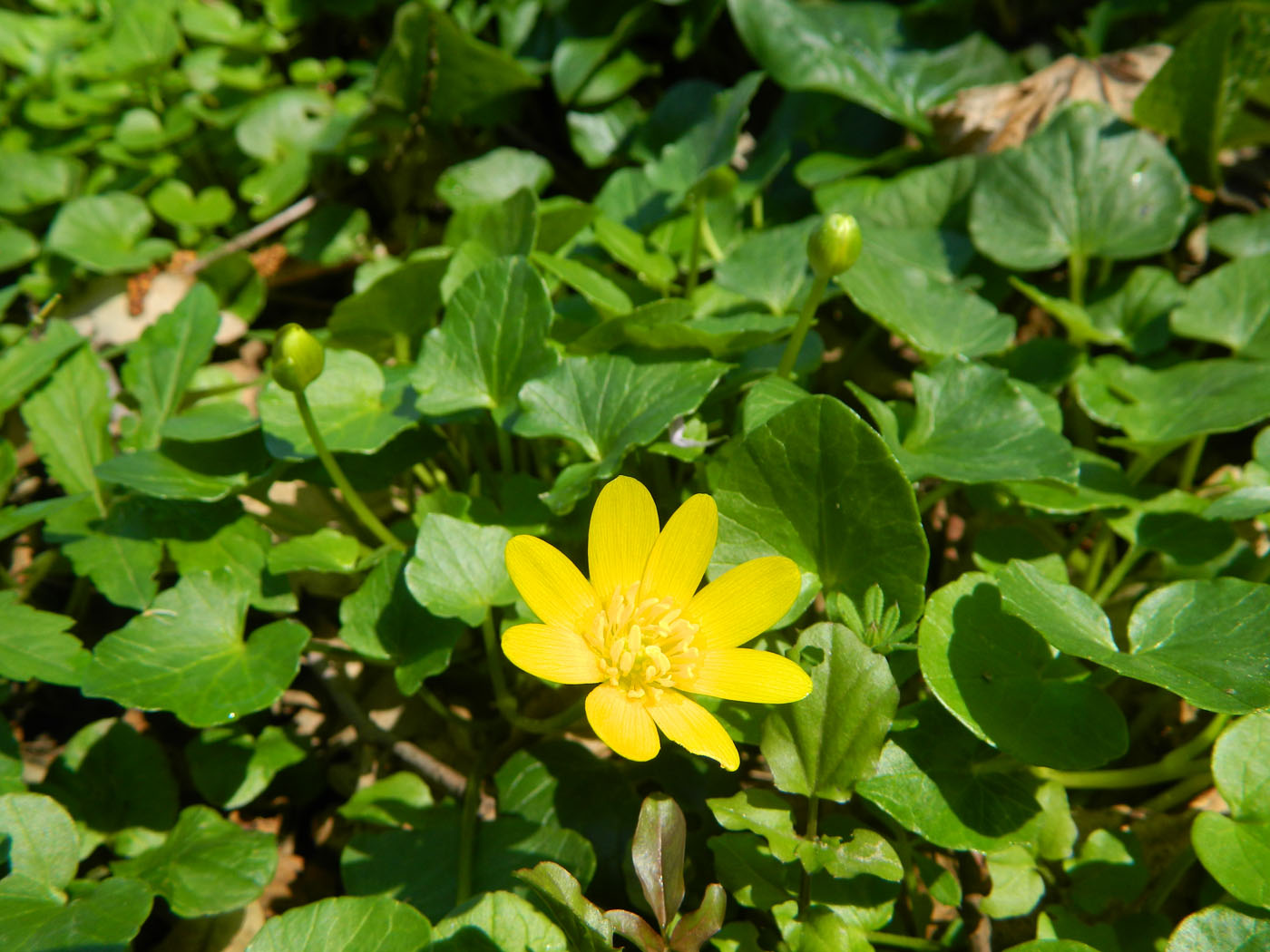 Image of Ficaria calthifolia specimen.