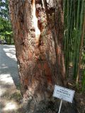 Pinus roxburghii. Нижняя повреждённая часть ствола. Абхазия, Сухумский ботанический сад. 19.08.2015.