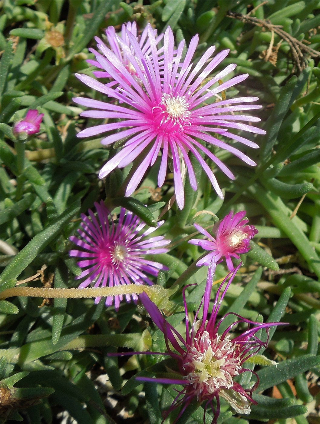 Image of Delosperma cooperi specimen.