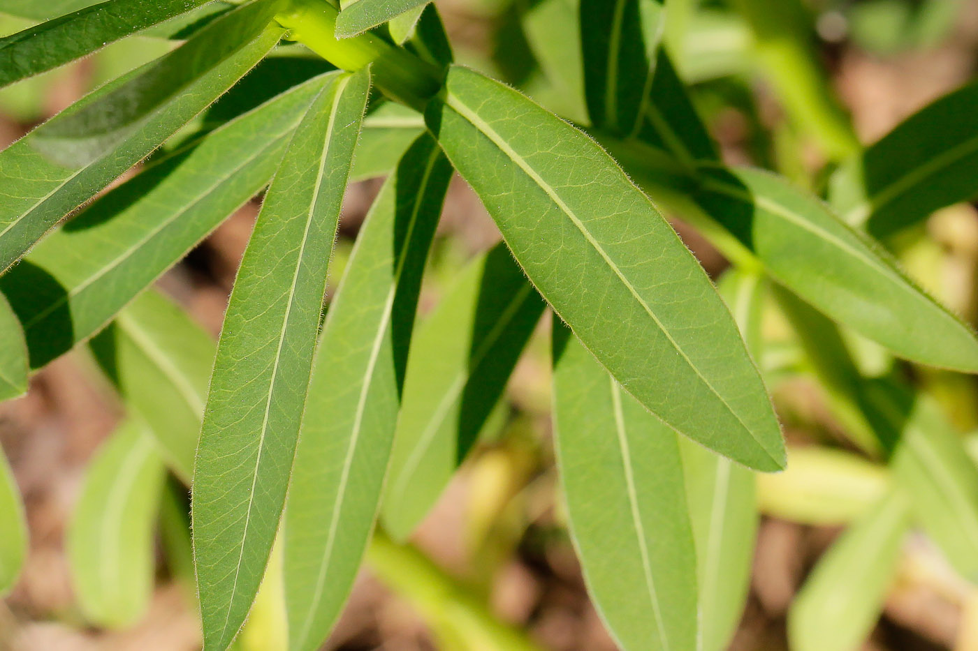 Image of Euphorbia semivillosa specimen.