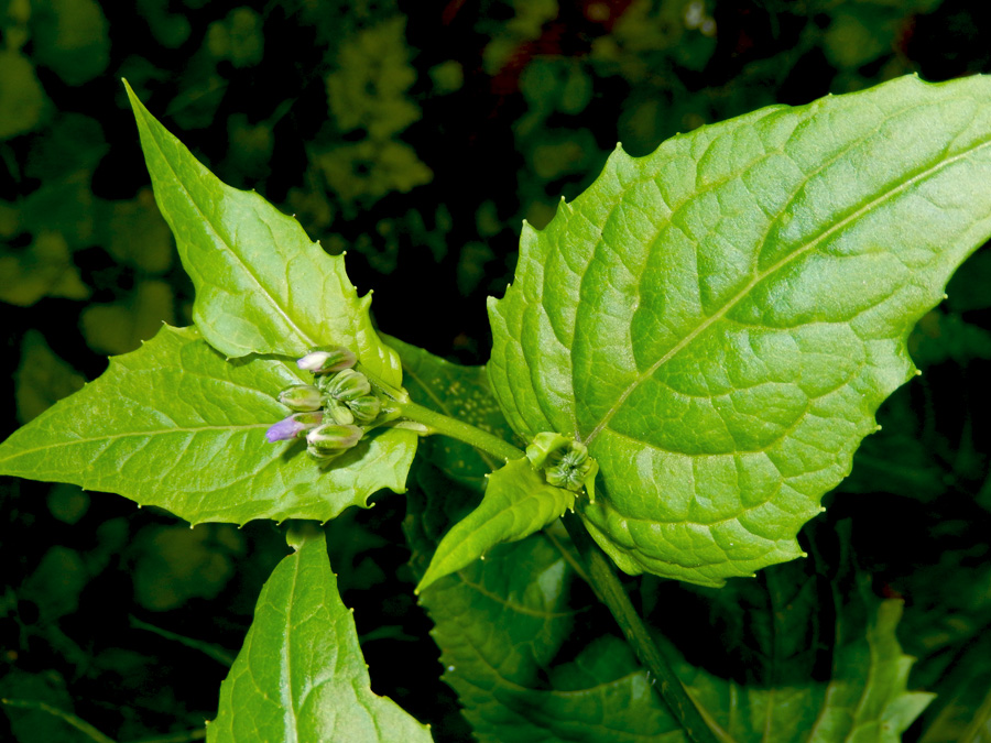 Image of Hesperis matronalis specimen.