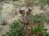 Glehnia litoralis. Расцветающее растение. Приморье, окр. г. Находка, бухта Шепалово, песчаный пляж. 11.06.2016.