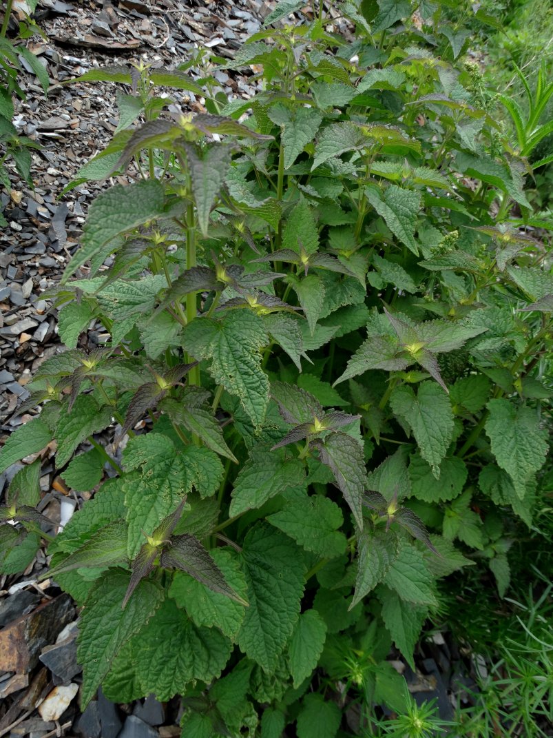 Image of Lamium album specimen.