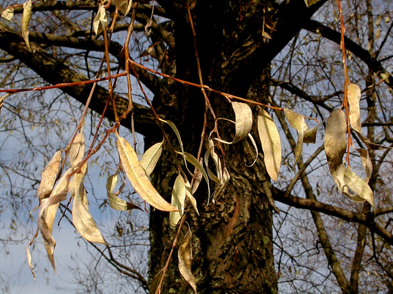 Изображение особи Salix alba.