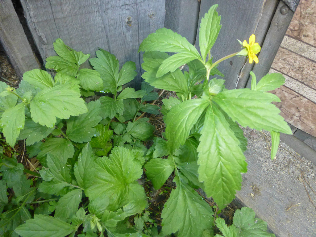 Image of Geum aleppicum specimen.