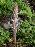 Orobanche coerulescens. Цветущее растение. Приморье, окр. г. Находка, бухта Тунгус, на прибрежных скалах. 02.07.2016.