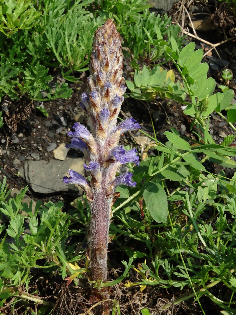 Image of Orobanche coerulescens specimen.