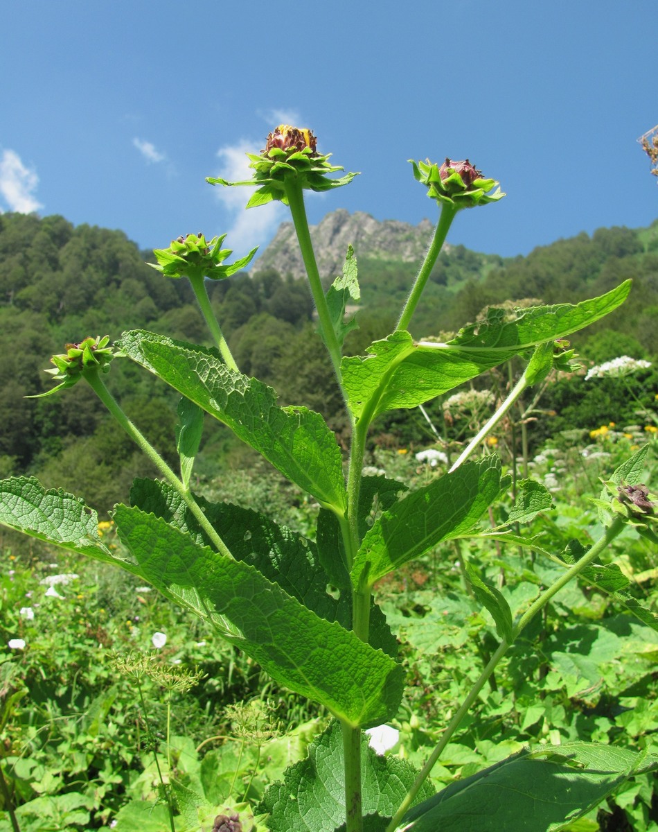 Изображение особи Inula magnifica.