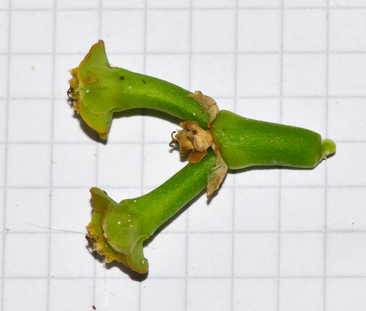 Image of Euphorbia neriifolia specimen.