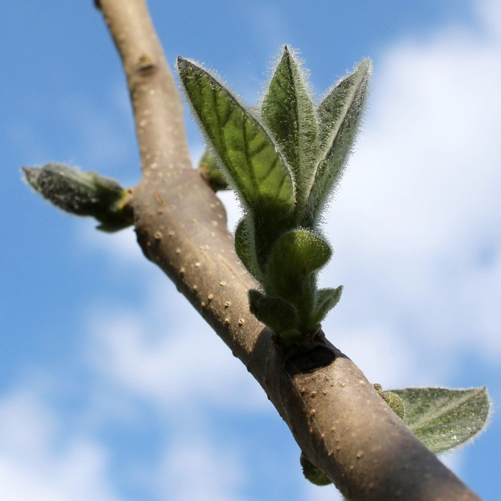 Image of Paulownia tomentosa specimen.