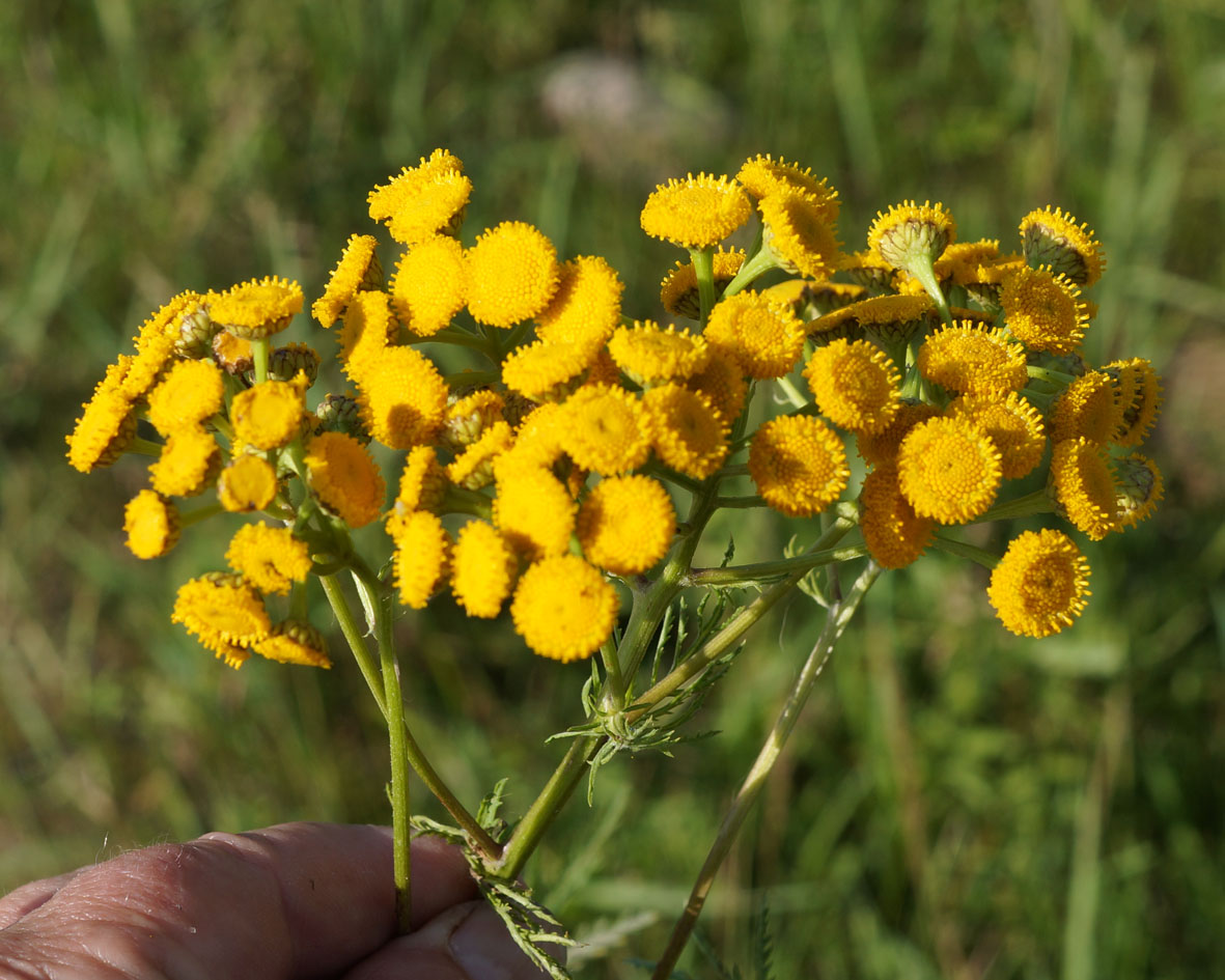 Image of Tanacetum boreale specimen.