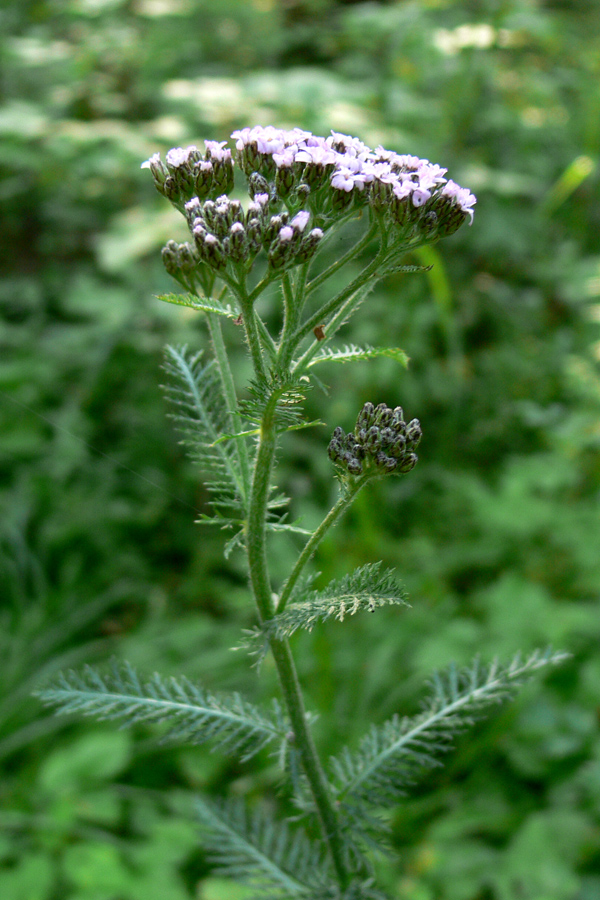 Изображение особи Achillea nigrescens.