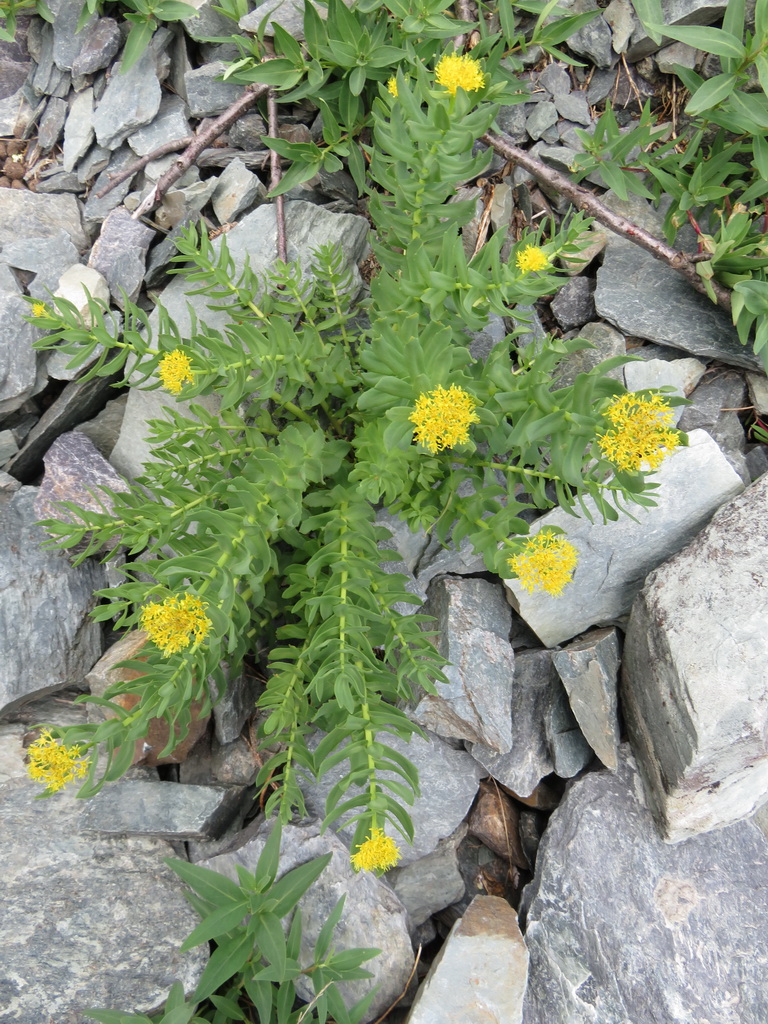 Изображение особи Rhodiola rosea.