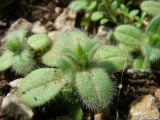 Cerastium подвид tauricum