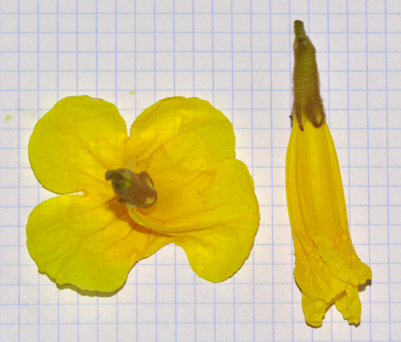 Изображение особи Handroanthus chrysanthus.
